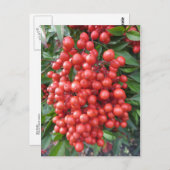 Berry Bundle Postkarte (Vorne/Hinten)