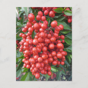 Berry Bundle Postkarte