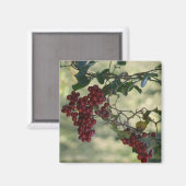 Berry Magnet (Vorderseite/Rückseite)