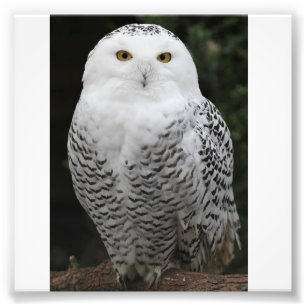 Berufliches Foto-Papier Kodaks (Satin) Fotodruck