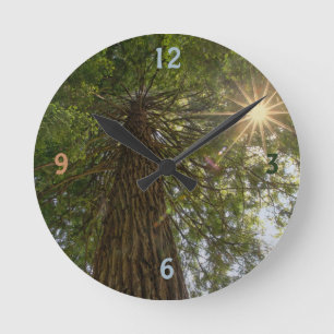 Beruhigende Sequoia mit Sunburst Nature Foto Runde Wanduhr