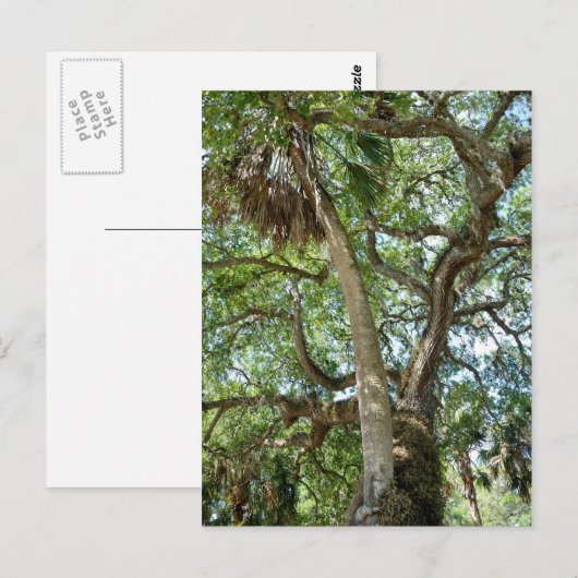 Berühmte Liebe Tree Saint Augustine Fl Postkarte (Vorne/Hinten)