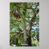 Berühmte Liebe Tree St. Augustine Fl Poster (Vorne)