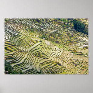 Berühmte Yuanyang-Reisterrassen - Yunnan, China Poster