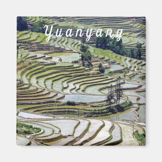 Berühmte Yuanyang Rice Terraces - Yunnan, China Magnet (Vorne)