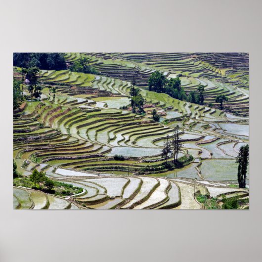 Berühmte Yuanyang Rice Terraces - Yunnan, China Poster (Vorne)