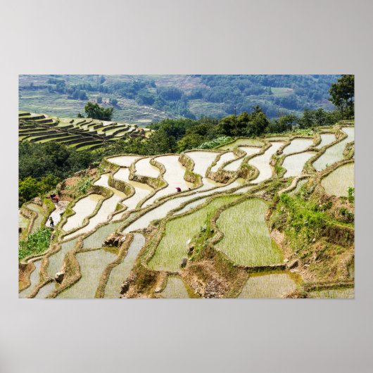 Berühmte Yuanyang Rice Terraces - Yunnan, China Poster (Vorne)