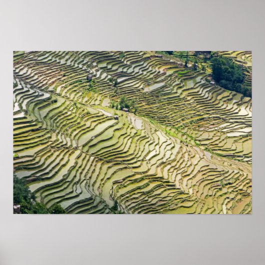 Berühmte Yuanyang Rice Terraces - Yunnan, China Poster (Vorne)