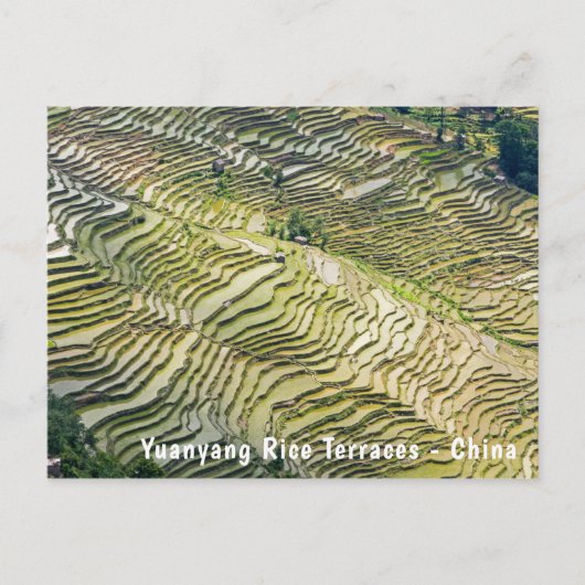 Berühmte Yuanyang Rice Terraces - Yunnan, China Postkarte (Vorderseite)