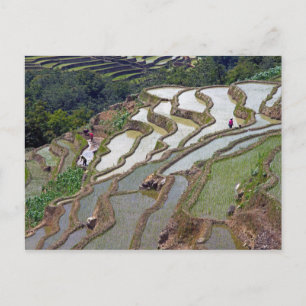 Berühmte Yuanyang Rice Terraces - Yunnan, China Postkarte