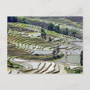 Berühmte Yuanyang Rice Terraces - Yunnan, China Postkarte