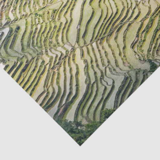 Berühmte Yuanyang Rice Terraces - Yunnan, China Seidenpapier (Ausschnitt)