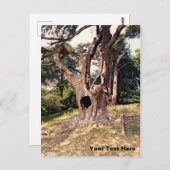 Berühmter Filmbaum Postkarte (Vorne/Hinten)