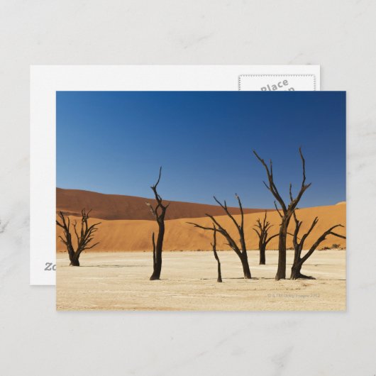 berühmtes Deadvlei mit toten Bäumen, Wüste 3 Postkarte (Vorne/Hinten)
