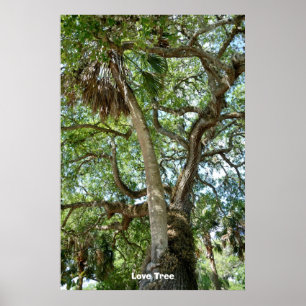 Berühmtes Liebe-Baum-St- Augustineflorida Poster