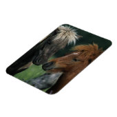 Berührung von Miniaturpferden Magnet (Linke Seite)