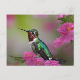 Berylline Hummingbird bei Erholung Postkarte