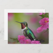 Berylline Hummingbird bei Erholung Postkarte (Vorne/Hinten)