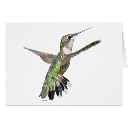 Berylline Hummingbird Painting (Vorderseite (Horizontal))