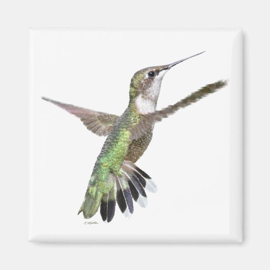Berylline Hummingbird Painting Magnet (Vorne)
