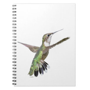 Berylline Hummingbird Painting Notizblock