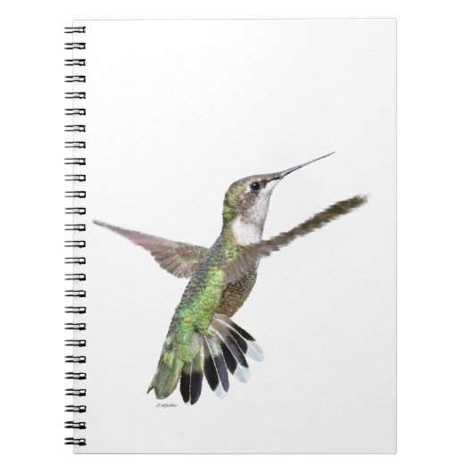 Berylline Hummingbird Painting Notizblock (Vorderseite)