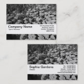 Beschaffenheits-Band V2 - Sedum "Herbst-Freude " Visitenkarte (Vorne/Hinten)