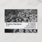 Beschaffenheits-Band V2 - Sedum "Herbst-Freude " Visitenkarte (Rückseite)