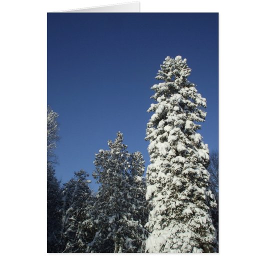Beschnittener Kiefernbaum - leere Karte (Vorne)
