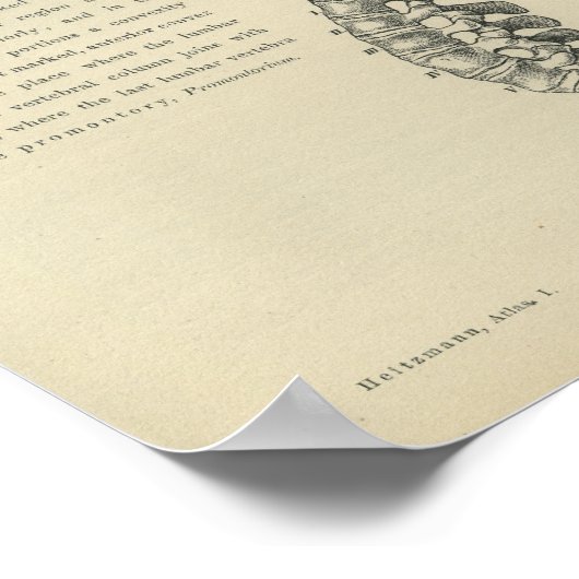 Beschreibung der Wirbelsäule Poster (Ecke)