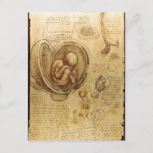 Beschreibung Embryos Leonardo da Vinci ( Postkarte