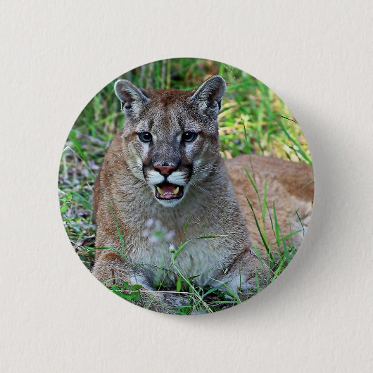 Beschwerender Berglöwe Button (Vorderseite)