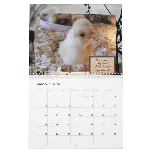 Besessener Huhn-Störungs-Kalender Kalender (Jan 2026)