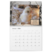 Besessener Huhn-Störungs-Kalender Kalender (Jan 2026)