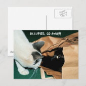 Besetzt, weg! Funny Cats Postkarte (Vorne/Hinten)