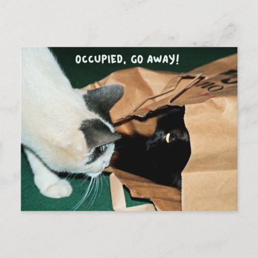 Besetzt, weg! Funny Cats Postkarte (Vorderseite)