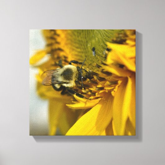 Besetzte Biene auf einer Sonnenblume Leinwanddruck (Vorderseite)