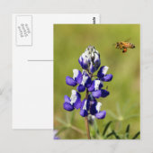 Besetzte Biene, die eine wilde Lupin-Blume Postkarte (Vorne/Hinten)