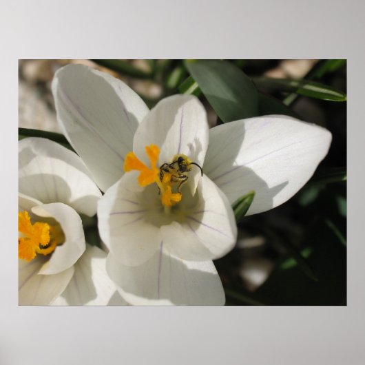 Besetzte Biene Poster (Vorne)