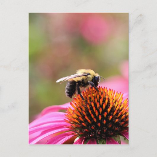 Besetzte Biene Postkarte (Vorderseite)