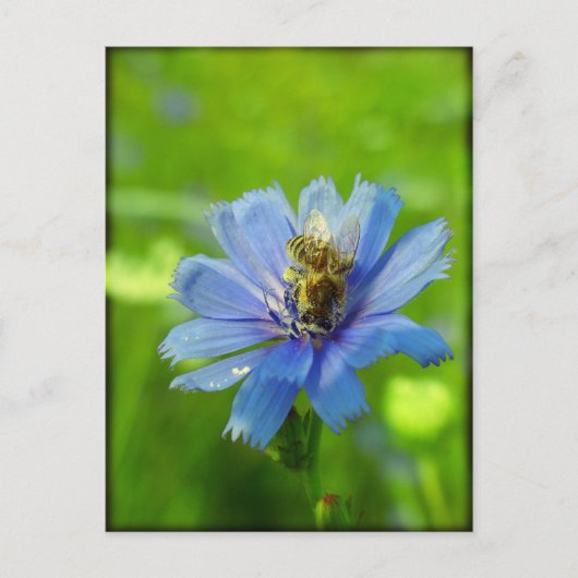 Besetzte Biene Postkarte (Vorderseite)