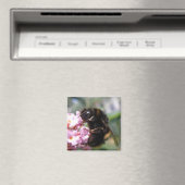 Besetzte Hummeln und rosa Blume Magnet (In Situ (Geschirrspüler))