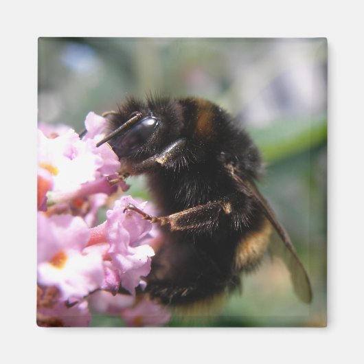 Besetzte Hummeln und rosa Blume Magnet (Vorne)