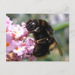 Besetzte Hummeln und rosa Blume Postkarte