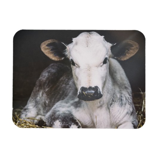 Besetzte Tageskrebse Magnet (Horizontal)