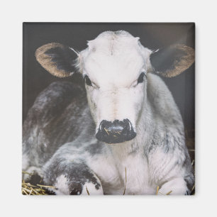 Besetzte Tageskrebse Magnet