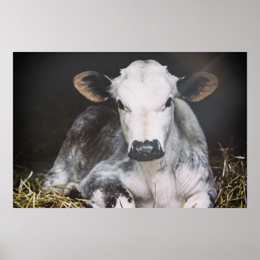 Besetzte Tageskrebse Poster (Vorne)