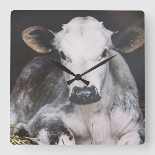 Besetzte Tageskrebse Quadratische Wanduhr (Vorderseite)