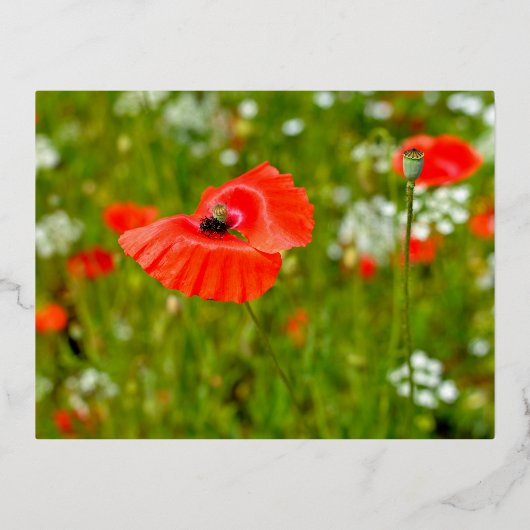 Besiedelung von Mohn Folien Feiertagspostkarte (Vorderseite)