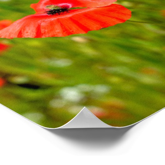 Besiedelung von Mohn Poster (Ecke)